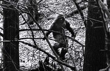 6.大脚野人