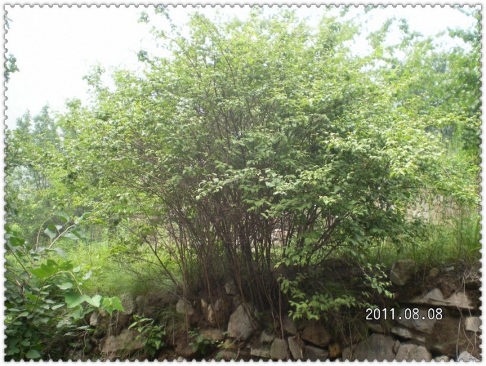 SANY5742.JPG